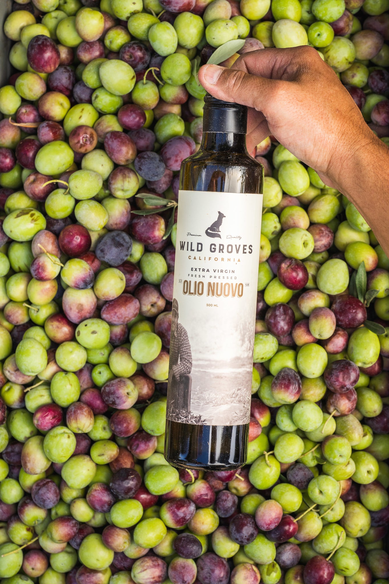 Olio Nuovo - The Freshest Olive Oil On The Planet!