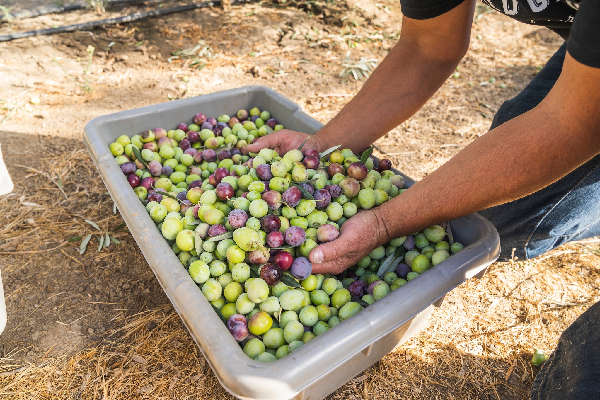 Olives - The Oldest Crop Cultivated by Humans......Ever!