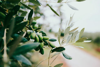 6 Ways to Use Olive Oil in Your Beauty Routine