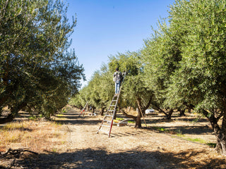 Olio Nuovo 2026